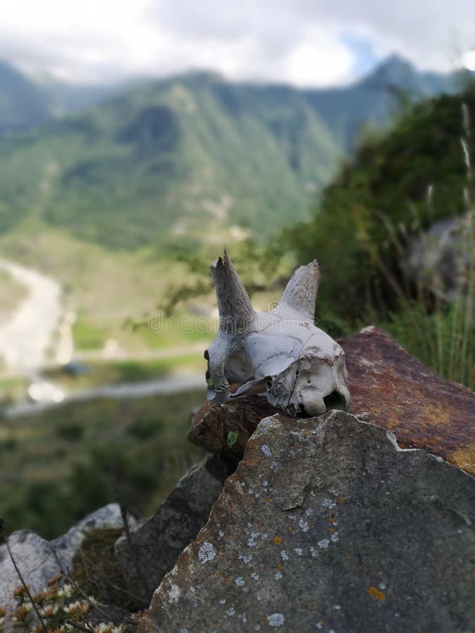 L'os d'un animal dans les montagnes photographie stock libre de droits L'os d'un animal dans les montagnes photographie stock libre de droits