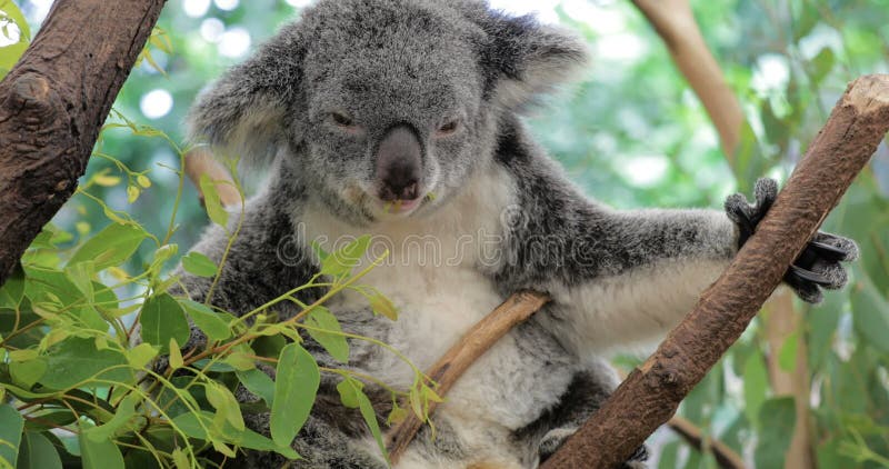 L'ours de koala mignon mangeant l'eucalyptus frais vert part