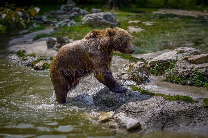 L'ours gris sort de l'eau avec un fond vert photo stock L'ours gris sort de l'eau avec un fond vert photo stock