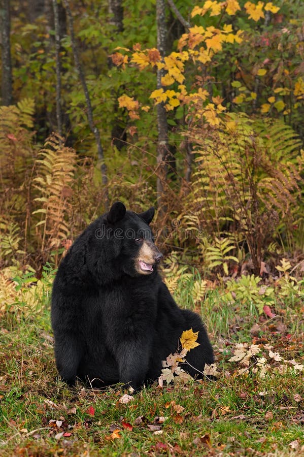 L'ours noir de femelle adulte (Ursus américanus) repose sembler exact images libres de droits L'ours noir de femelle adulte (Ursus américanus) repose sembler exact images libres de droits