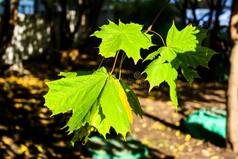 L'?rable vert part au soleil photographie stock libre de droits L'?rable vert part au soleil photographie stock libre de droits