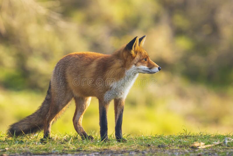 L?s vulpesvulpes f?r r?d r?v arkivbild L?s vulpesvulpes f?r r?d r?v arkivbild