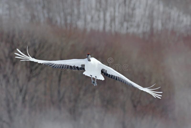 Flying White bird Red-crowned crane, Grus japonensis, with open wing, with snow storm, forest habitat in the background, Hokkaido, Japan. Flying White bird Red-crowned crane, Grus japonensis, with open wing, with snow storm, forest habitat in the background, Hokkaido, Japan