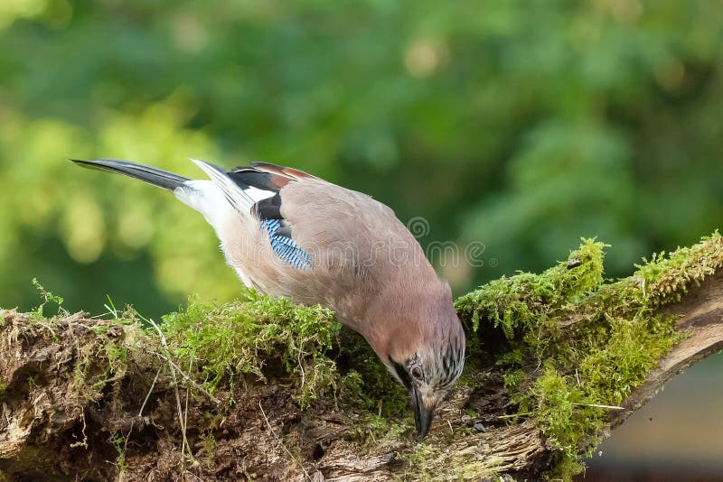 L'uccello Colourful di Jay che si alimenta da un muschio ha coperto il ceppo fotografie stock libere da diritti L'uccello Colourful di Jay che si alimenta da un muschio ha coperto il ceppo fotografie stock libere da diritti
