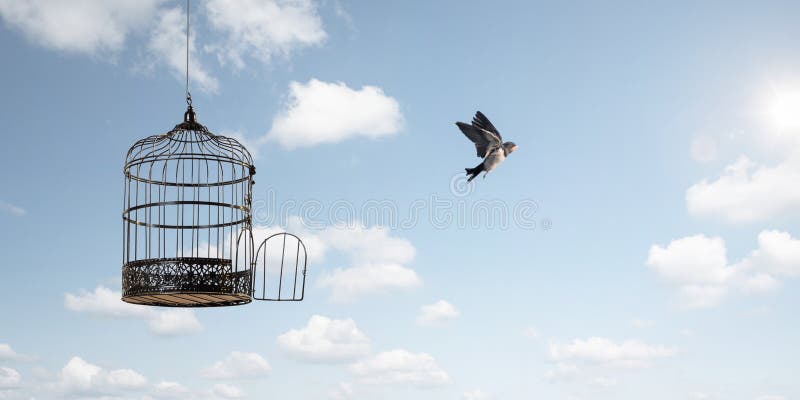 L'uccello vola in libertà