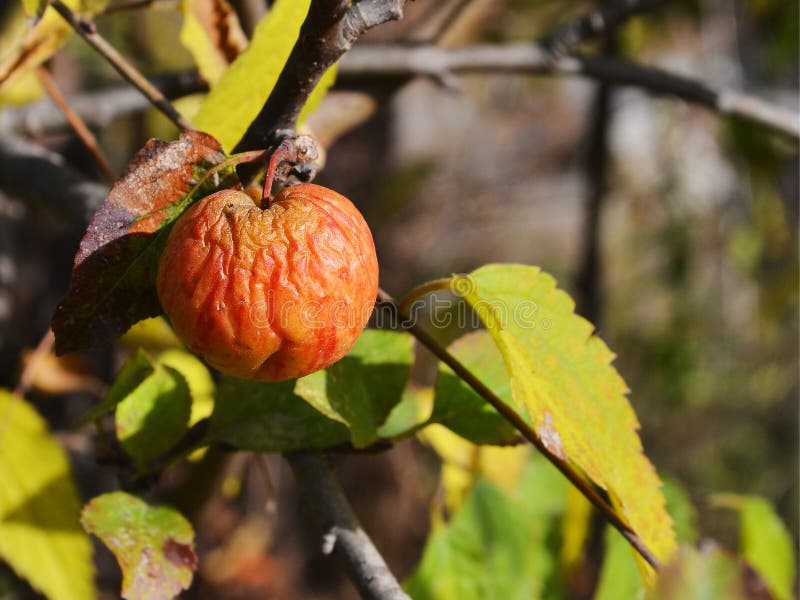L'ultima mela avvizzita rossa su un ramo alla fine d'ottobre un giorno soleggiato caldo immagini stock L'ultima mela avvizzita rossa su un ramo alla fine d'ottobre un giorno soleggiato caldo immagini stock