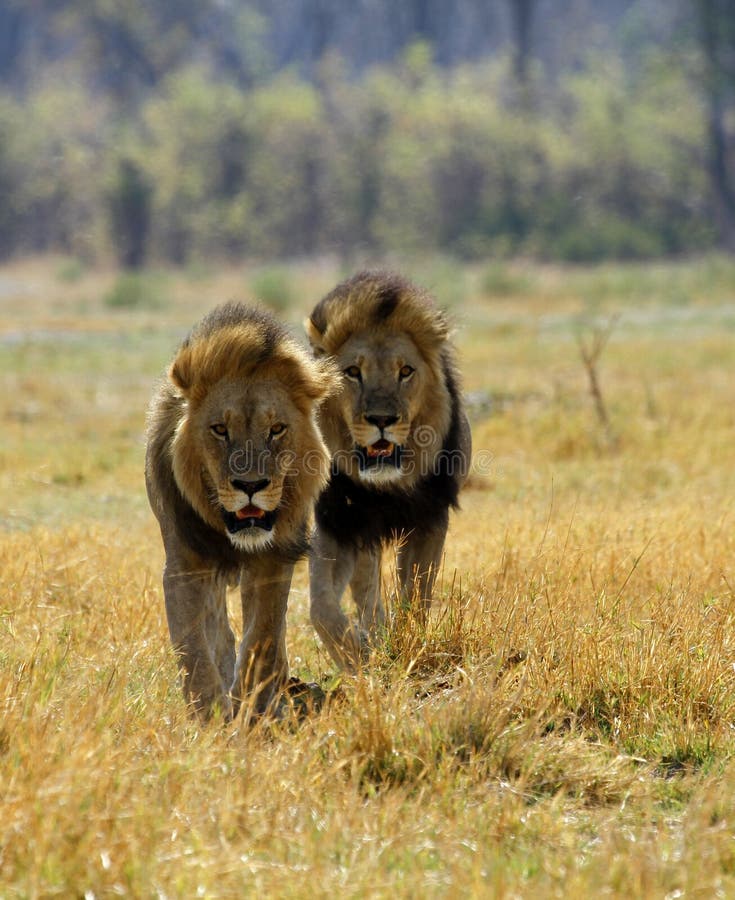 Lions maned noirs de Kalahari photographie stock libre de droits Lions maned noirs de Kalahari photographie stock libre de droits