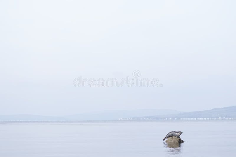 L'un repos minimal simple isolé de joint s'est reposé sur la roche dans l'océan de mer images stock L'un repos minimal simple isolé de joint s'est reposé sur la roche dans l'océan de mer images stock