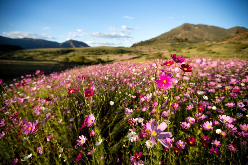 L'universo fiorisce i colori fotografie stock L'universo fiorisce i colori fotografie stock