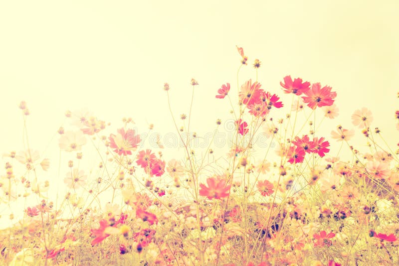 Soft focus cosmos flowers with vintage filtered color tone. Soft focus cosmos flowers with vintage filtered color tone