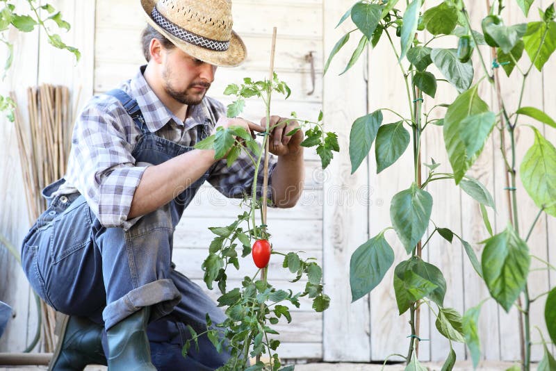 L'uomo che lavora nell'orto lega le piante di pomodori, ciao per farli svilupparsi fotografia stock L'uomo che lavora nell'orto lega le piante di pomodori, ciao per farli svilupparsi fotografia stock