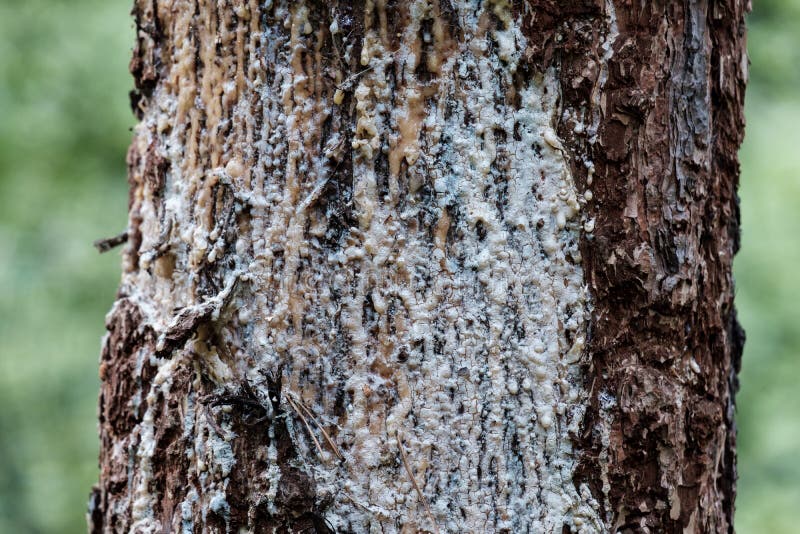 L'uomo di legno nocivo su cui circola molta resina, parte della resina si è congelato immagini stock libere da diritti L'uomo di legno nocivo su cui circola molta resina, parte della resina si è congelato immagini stock libere da diritti
