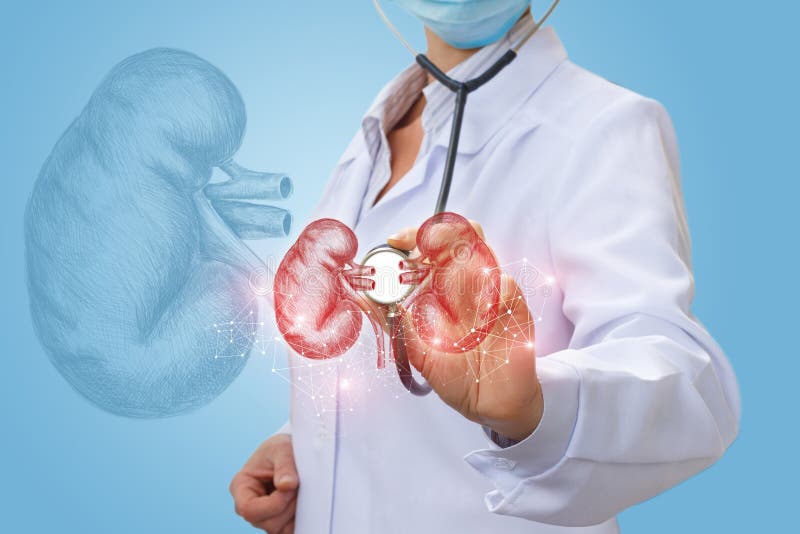L'urologo di medico diagnostica i reni di una persona