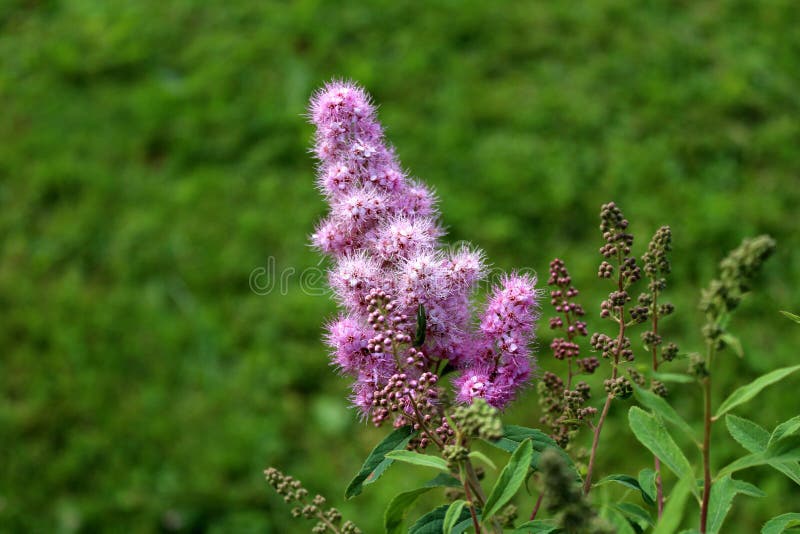 L'usine hybride de jardin de Triumphans de billardii de Spirea Triumphans ou de Spiraea X avec le rose violacé minuscule fleurit image stock L'usine hybride de jardin de Triumphans de billardii de Spirea Triumphans ou de Spiraea X avec le rose violacé minuscule fleurit image stock