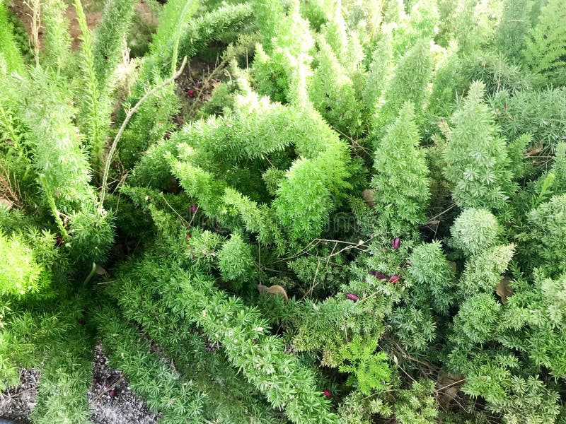 L'usine pelucheuse verte est une botanique naturel avec les longues feuilles qui ressemblent aux épines un tropical exotique rare photos libres de droits L'usine pelucheuse verte est une botanique naturel avec les longues feuilles qui ressemblent aux épines un tropical exotique rare photos libres de droits