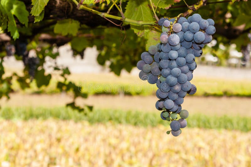 L'uva rossa o nera matura ragruppa l'attaccatura in una vite fotografia stock L'uva rossa o nera matura ragruppa l'attaccatura in una vite fotografia stock