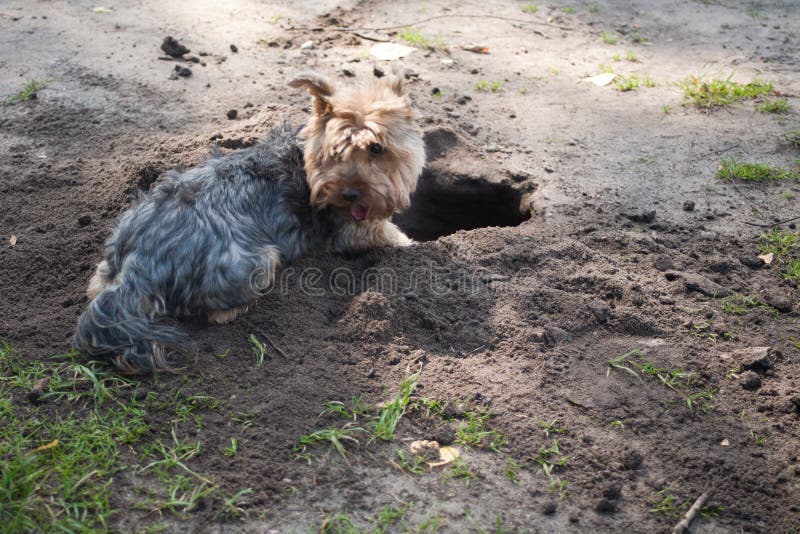L'Yorkshire terrier è una piccola razza del cane del tipo del terrier, sviluppata durante il diciannovesimo secolo nel Yorkshire, immagini stock libere da diritti L'Yorkshire terrier è una piccola razza del cane del tipo del terrier, sviluppata durante il diciannovesimo secolo nel Yorkshire, immagini stock libere da diritti