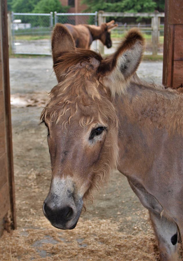L'âne timide observe des visiteurs. L'asinus d'africanus d'Equus d'âne ou de cul est un membre domestiqué de la famille de cheval, équidés