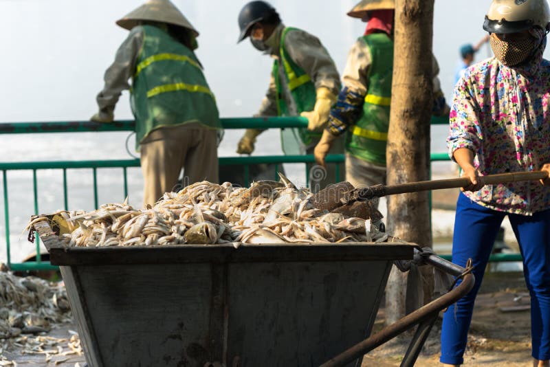 L'éboueur, travailleurs d'environnement prennent les poissons morts de masse du lac images stock L'éboueur, travailleurs d'environnement prennent les poissons morts de masse du lac images stock