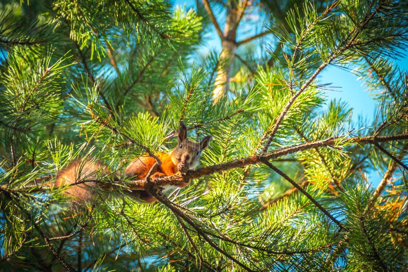 L'écureuil rouge drôle se reposant sur une branche en parc et mange un écrou photo libre de droits L'écureuil rouge drôle se reposant sur une branche en parc et mange un écrou photo libre de droits