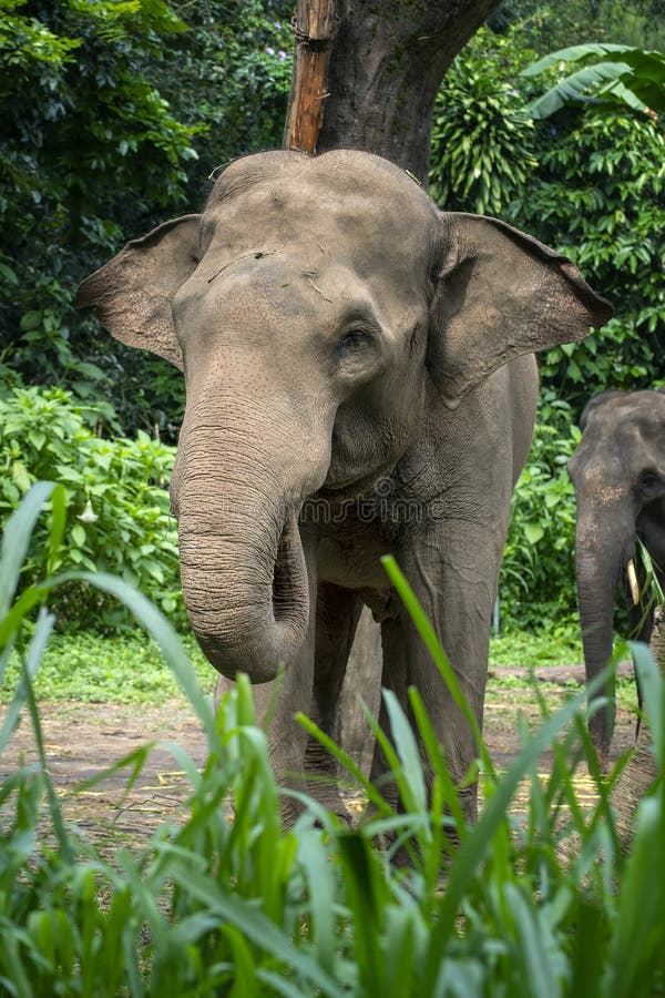 L'éléphant de Sumatra dans la forêt photographie stock L'éléphant de Sumatra dans la forêt photographie stock