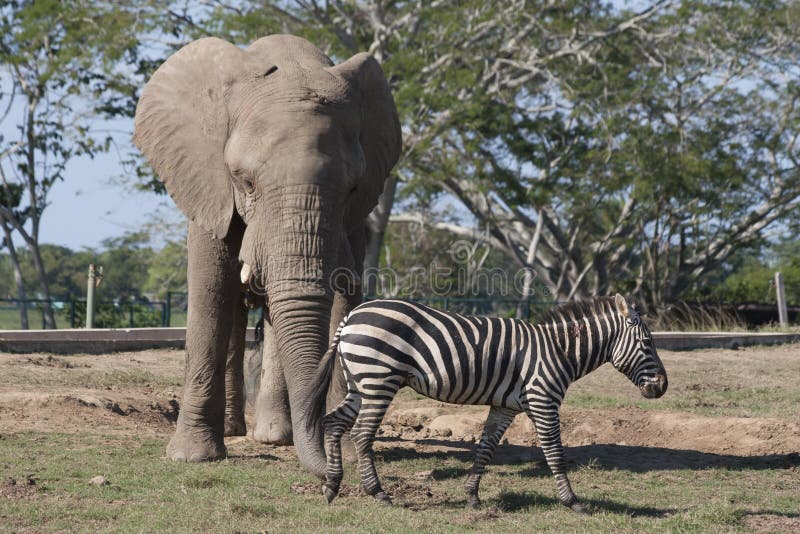 L'éléphant et le zèbre dans le safari de zoo se garent, Villahermosa, Tabasco, Mexique images stock L'éléphant et le zèbre dans le safari de zoo se garent, Villahermosa, Tabasco, Mexique images stock