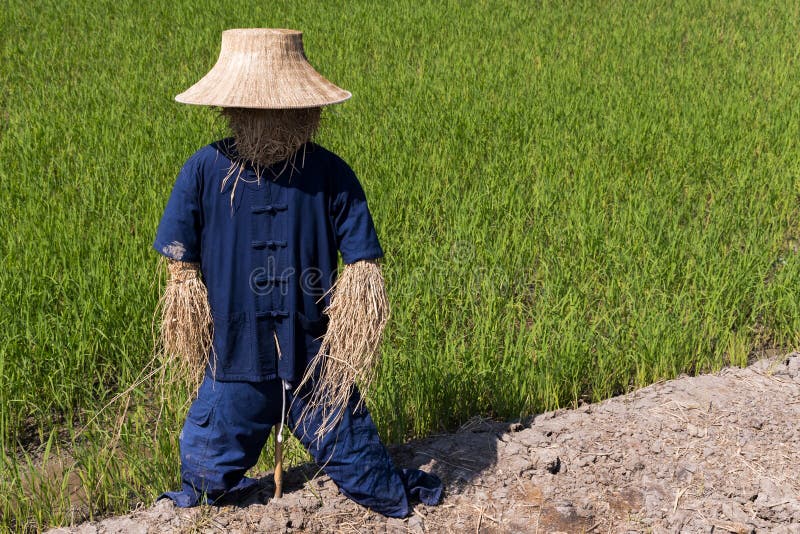 L'épouvantail dans l'uniforme thaïlandais d'agriculteur se tenant dehors dans les domaines Straw Man est fait à partir de la p image stock L'épouvantail dans l'uniforme thaïlandais d'agriculteur se tenant dehors dans les domaines Straw Man est fait à partir de la p image stock