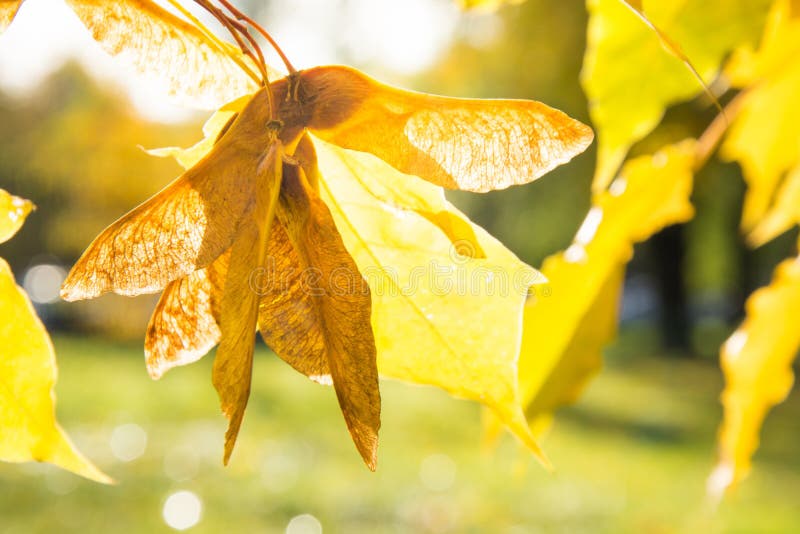 L'érable d'or d'automne part dans le parc comme fond Foyer sélectif Modèle de chute images stock L'érable d'or d'automne part dans le parc comme fond Foyer sélectif Modèle de chute images stock