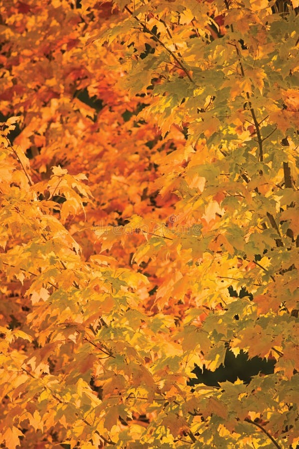 L'érable rouge et d'or abstrait part, fond automnal vertical, grand plan rapproché coloré vibrant détaillé de thème d'automne photographie stock L'érable rouge et d'or abstrait part, fond automnal vertical, grand plan rapproché coloré vibrant détaillé de thème d'automne photographie stock