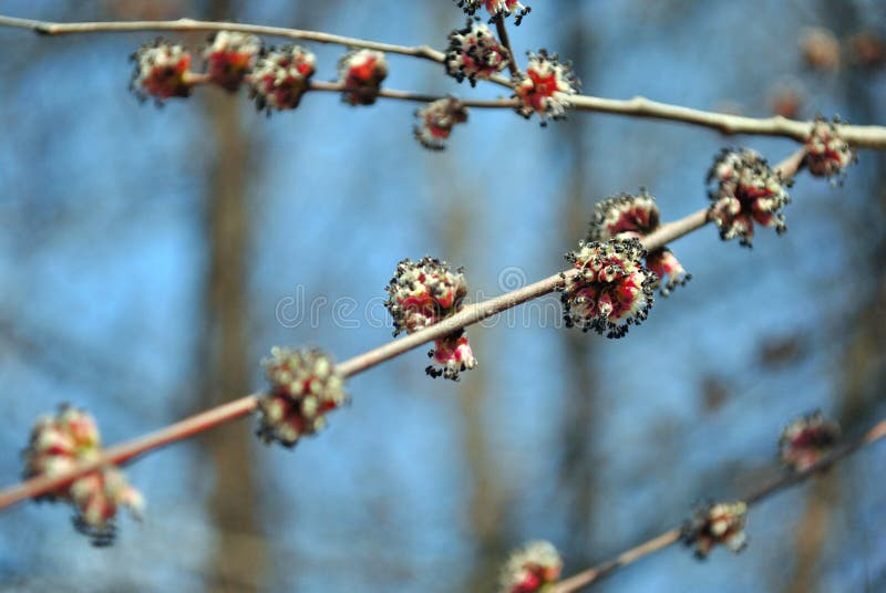 L'érable rouge fleurit la branche d'arbre de rubrum d'Acer avec de nouvelles fleurs de rose de ressort, fond mou trouble de ciel photo libre de droits L'érable rouge fleurit la branche d'arbre de rubrum d'Acer avec de nouvelles fleurs de rose de ressort, fond mou trouble de ciel photo libre de droits