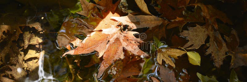 L'érable tombé humide d'automne part dans l'eau Bannière photos stock