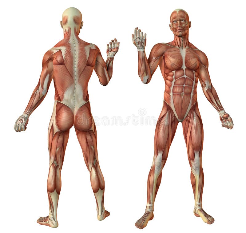 L'être humain muscles l'anatomie illustration stock L'être humain muscles l'anatomie illustration stock