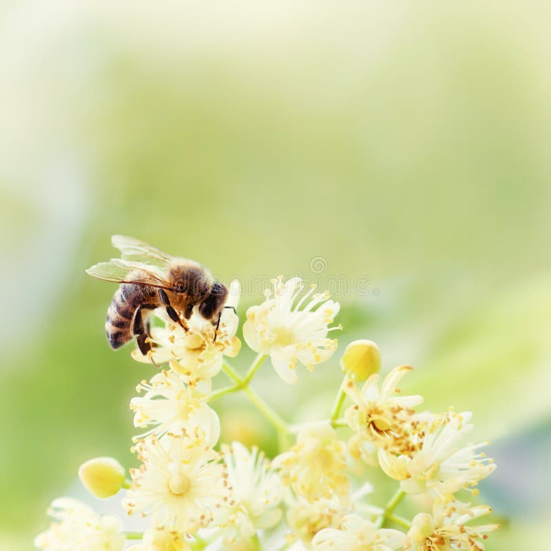 Honey bee pollinate yellow flower in the spring meadow. Seasonal natural scene. Beauty photo filter. Honey bee pollinate yellow flower in the spring meadow. Seasonal natural scene. Beauty photo filter.