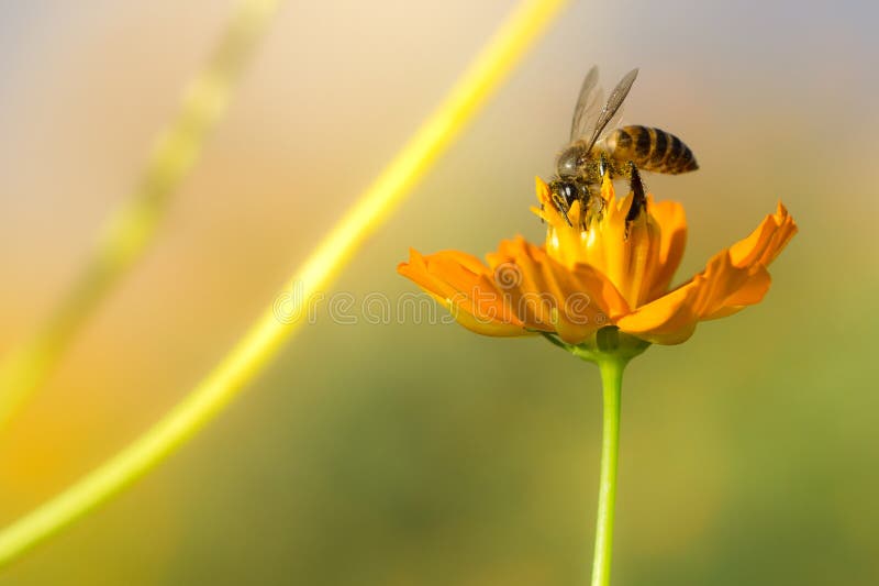 Honey bee collecting pollen and nectar from yellow cosmos flower. Honey bee collecting pollen and nectar from yellow cosmos flower.