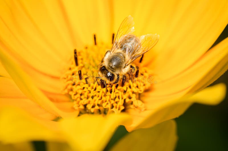 Honey bee pollinates a yellow flower. Closeup. Pollinations of concept. Honey bee pollinates a yellow flower. Closeup. Pollinations of concept