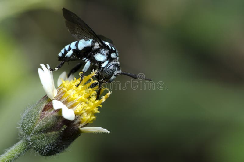 Bee, Neon Cuckoo Bee,Bee are eating honeydew on a yellow flower. Bee Beautiful. Bee, Neon Cuckoo Bee,Bee are eating honeydew on a yellow flower. Bee Beautiful