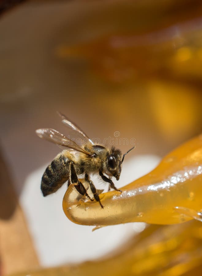 La abeja está alimentando en la pulpa colorida de los frutos secos