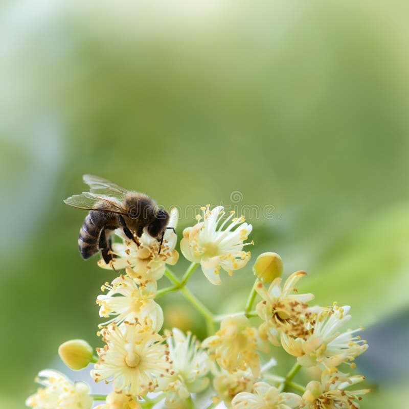 Bee pollinate a yellow flower in the meadow. Bee pollinate a yellow flower in the meadow.