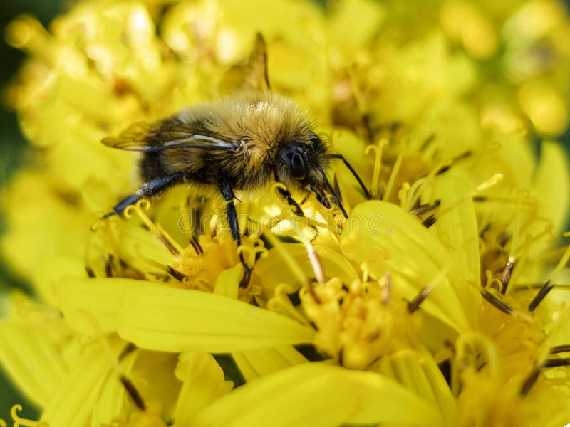 Bee sitting on a yellow flower and collects nectar closeup. Bee sitting on a yellow flower and collects nectar closeup