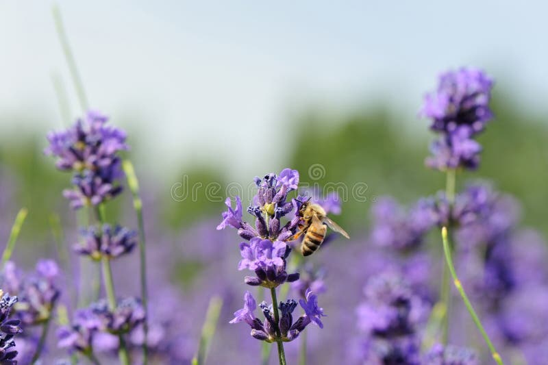 La abeja recoge la flor perfumada de la lavanda fotos de archivo libres de regalías La abeja recoge la flor perfumada de la lavanda fotos de archivo libres de regalías