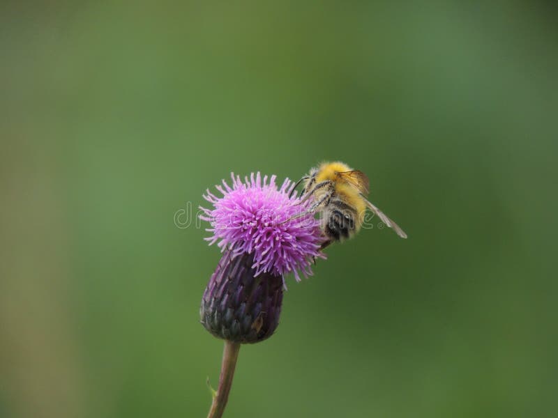 La abeja sentada abajo en la flor imágenes de archivo libres de regalías La abeja sentada abajo en la flor imágenes de archivo libres de regalías