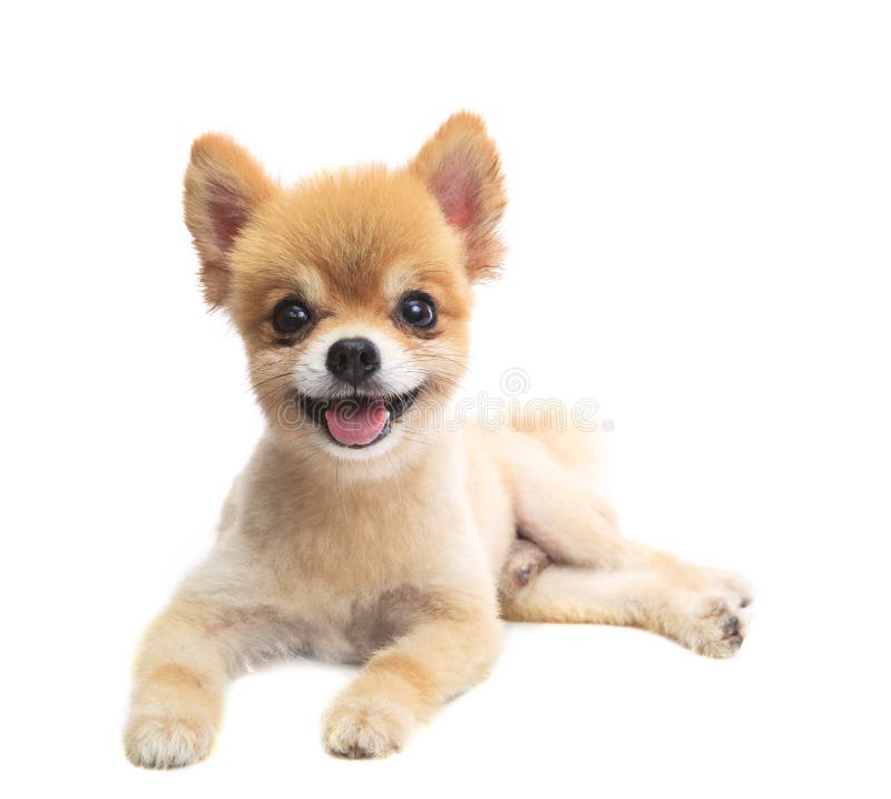 Download La Actuación Preciosa Del Perro De Perrito Pomeranian Aisló El Fondo Del Whtie Foto de archivo - Imagen de mamíferos, siéntese: 41919930