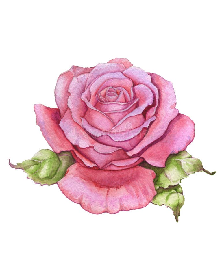 Rosa en acuarela stock de ilustración