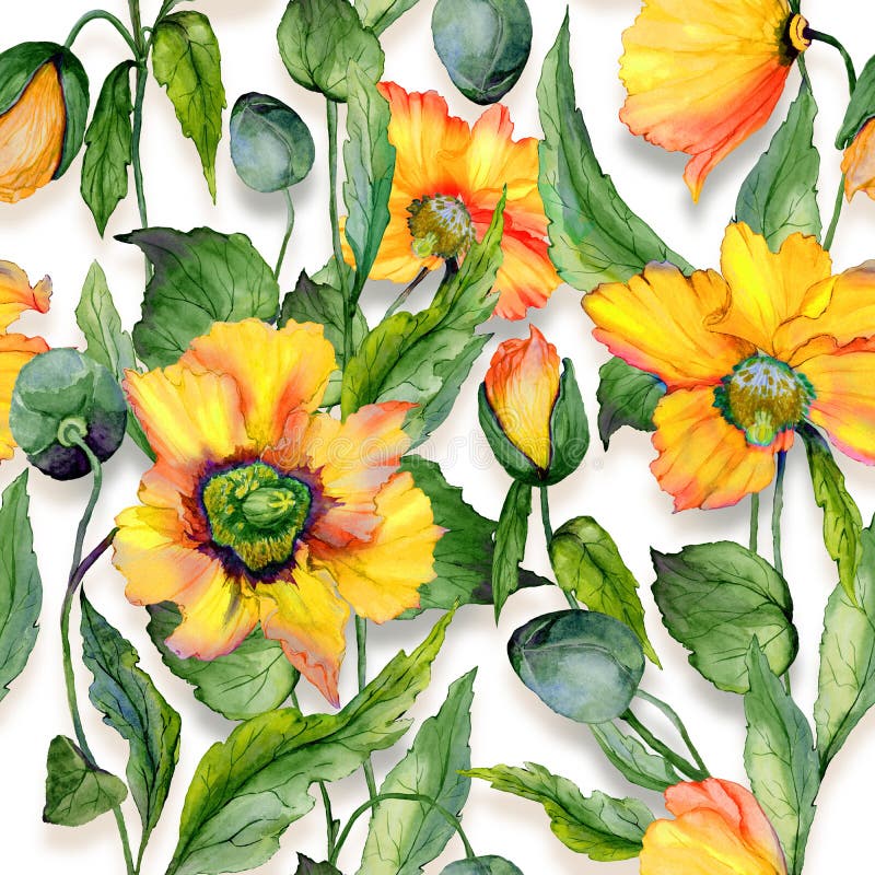 La amapola galesa anaranjada hermosa florece con las hojas verdes en el fondo blanco Modelo floral inconsútil Pintura de la acuar libre illustration La amapola galesa anaranjada hermosa florece con las hojas verdes en el fondo blanco Modelo floral inconsútil Pintura de la acuar libre illustration