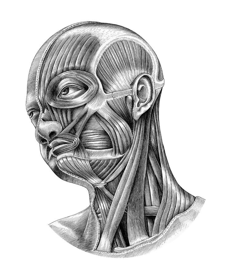 La Anatomía De La Cabeza Humana Y Del Cuello Diagram El Estilo I Del Vintage Del Ejemplo Stock de ilustración - Ilustración de arte, aislado: 125158793 La Anatomía De La Cabeza Humana Y Del Cuello Diagram El Estilo I Del Vintage Del Ejemplo Stock de ilustración - Ilustración de arte, aislado: 125158793