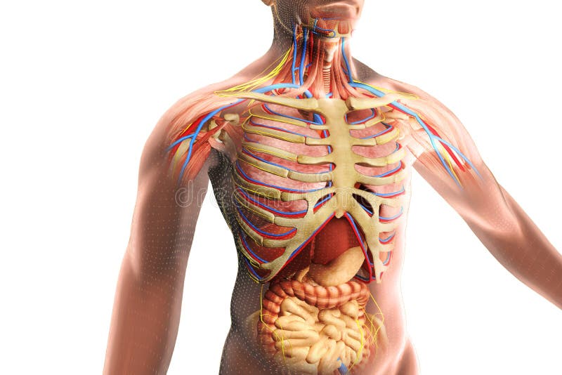 Cuerpo humana anatomia carefirst hmo dental providers