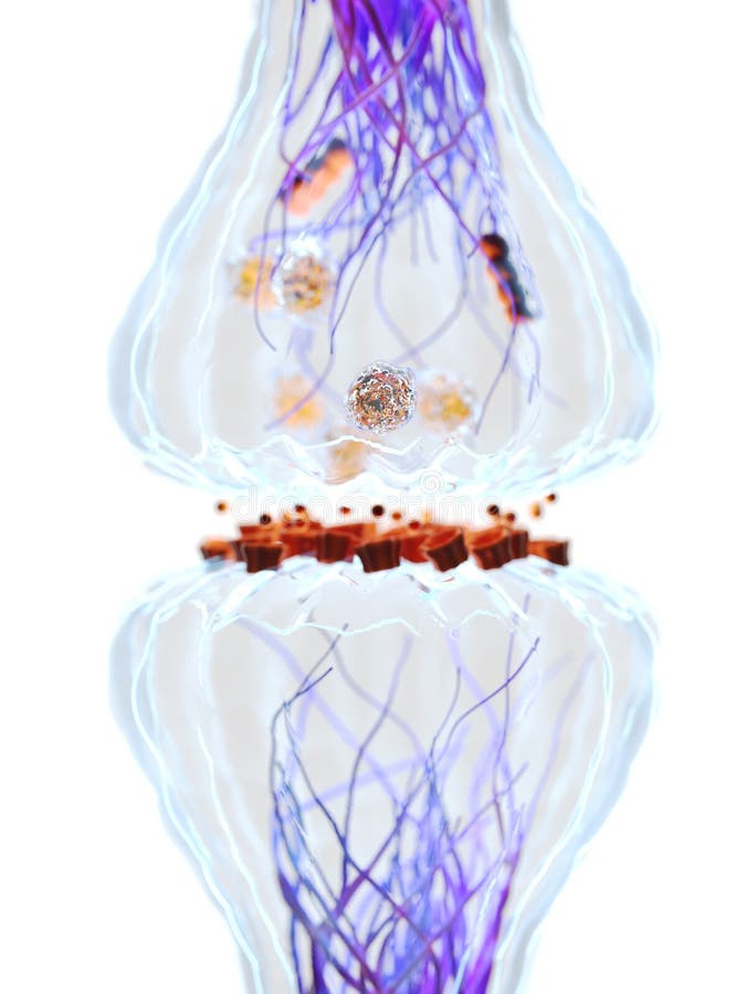 3d rendered medically accurate illustration of the synapse anatomy. 3d rendered medically accurate illustration of the synapse anatomy
