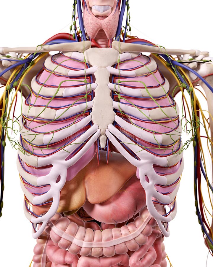 La anatomía del tórax ilustración del vector La anatomía del tórax ilustración del vector