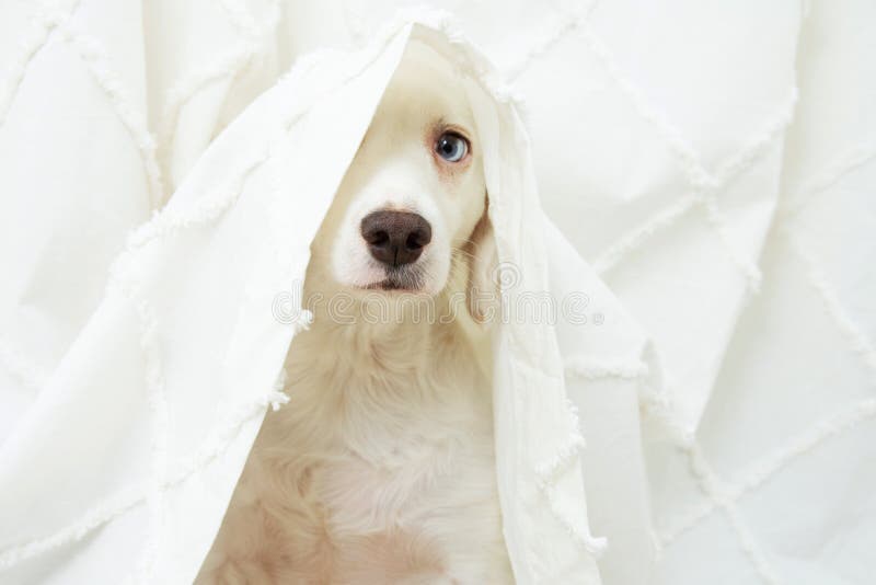 Dog puppy anxiety about fireworks, thunderstorm or loud noises hide under a curtain. Dog puppy anxiety about fireworks, thunderstorm or loud noises hide under a curtain.