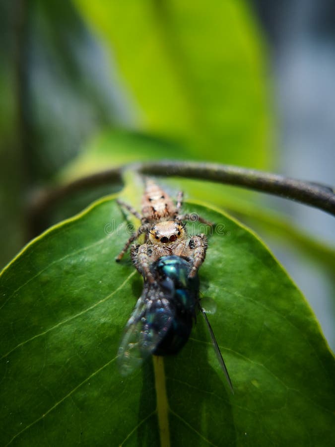 La araña de salto femenina, los salticidae latinos del nombre capturó la presa, una mosca de la moscarda que más grande que su ta fotos de archivo La araña de salto femenina, los salticidae latinos del nombre capturó la presa, una mosca de la moscarda que más grande que su ta fotos de archivo